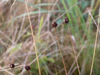 Juncus conglomeratus Högebjär, Dalby, Lund, Skåne, Sweden 20150906_0025