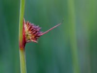 Juncus conglomeratus Klosterängshöjden, Lund, Skåne, Sweden 20150612_0160