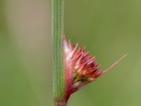 Juncus conglomeratus Kungsmarken, Lund, Skåne, Sweden 20160528_0030