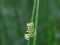 Juncus effusus Hjularöd, Eslöv, Skåne, Sweden 20170617_0029