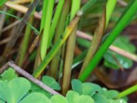 Juncus effusus Hjularöd, Eslöv, Skåne, Sweden 20170617_0030