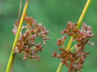 Juncus effusus Kungsmarken, Lund, Skåne, Sweden 20170717_0068