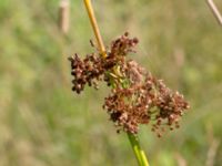 Juncus effusus Lindängelunds rekreationsområde, Malmö, Skåne, Sweden 20150829_0114