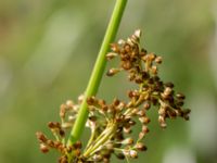 Juncus effusus Valdemarsro, Malmö, Skåne, Sweden 20150801_0010