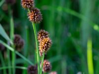 Juncus ensifolius Ängavallsparken, Vellinge, Skåne, Sweden 20240627_0020