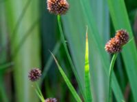 Juncus ensifolius Ängavallsparken, Vellinge, Skåne, Sweden 20240627_0022