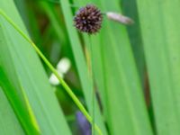 Juncus ensifolius Ängavallsparken, Vellinge, Skåne, Sweden 20240627_0024