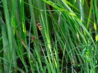 Juncus ensifolius Ängavallsparken, Vellinge, Skåne, Sweden 20240627_0026