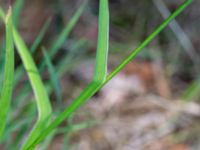 Juncus ensifolius Hörneboda, Broby, Östra Göinge, Skåne, Sweden 20180727_0080