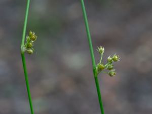 Juncus filiformis - Thread Rush - Trådtåg