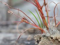 Juncus foliosus Lärkesholmssjön, Örkelljunga, Skåne, Sweden 20180711_0204