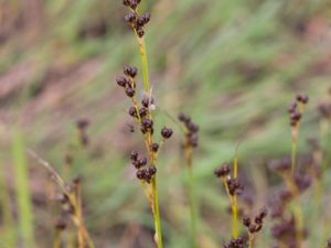 Juncus gerardii - Saltmarsh Rush - Salttåg