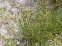 Juncus gerardii ssp. gerardii Hököpinge ängar, Vellinge, Skåne, Sweden 20150717_0051