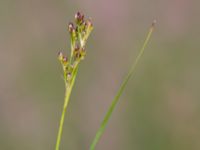 Juncus gerardii ssp. gerardii Skanörs lung, Falsterbonäset, Vellinge, Skåne, Sweden 20150628_0081