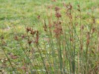 Juncus inflexus Norra Fäladen, Lund, Skåne, Sweden 20151101_0015