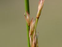 Juncus maritimus Lertagsdammen, Klagshamns udde, Malmö, Skåne, Sweden 20160708_0010