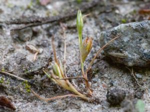 Juncus minutulus - Minute Rush - Pysslingtåg