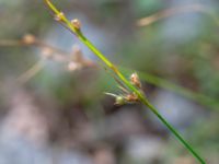 Juncus tenuis Havgårdsnäs, Hässleholm, Skåne, Sweden 20180826_0079