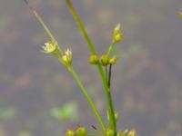 Juncus tenuis Kärråkra, Hässleholm, Skåne, Sweden 20240702_0067