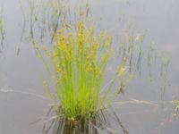 Juncus tenuis Kärråkra, Hässleholm, Skåne, Sweden 20240702_0069