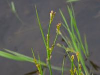 Juncus tenuis Kungsmarken, Lund, Skåne, Sweden 20170624_0074