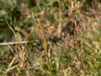 Juncus tenuis Skanörs ljung, Falsterbohalvön, Vellinge, Skåne, Sweden 20150823_0007