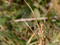 Juncus tenuis Skanörs ljung, Falsterbohalvön, Vellinge, Skåne, Sweden 20150823_0008