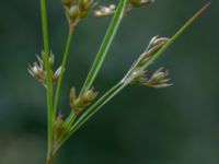 Juncus tenuis Upplagsplats 200 m ENE Hultabo, Halmstad, Halland, Sweden 20190715_0581