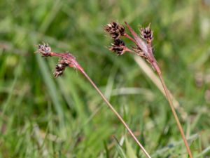 Luzula campestris - Field Wood-rush - Knippfryle