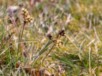 Luzula campestris Dalköpinge ängar, Trelleborg, Skåne, Sweden 20150411_0011