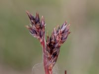 Luzula campestris Käglinge hästbacke, Malmö, Skåne, Sweden 20190503_0049