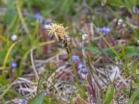 Luzula campestris Malmödammen, Malmö, Skåne, Sweden 20230504_0021