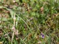 Luzula campestris Stenshuvud, Simrishamn, Skåne, Sweden 20150503_0057