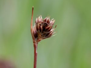 Luzula divulgata - Forked wood-rush - Backfryle