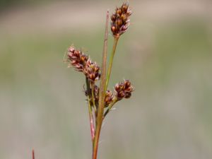 Luzula multiflora - Heath Wood-rush - Ängsfryle