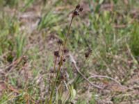 Luzula multiflora ssp. multiflora Skanörs ljung, Falsterbohalvön, Vellinge, Skåne, Sweden 20170627_0101