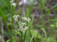 Luzula nivea Övergiven p-pl Magistratsvägen, Lund, Skåne, Sweden 20150608_0101