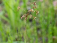 Luzula parviflora Njulla, Abisko, Kiruna, Torne lappmark, Lappland, Sweden 20150708_0797
