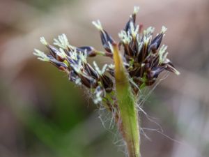 Luzula pilosa - Hairy Wood-rush - Vårfryle