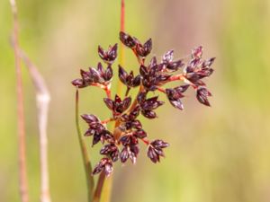 Juncus articulatus - Jointed Rush - Ryltåg