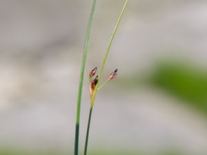 Juncus balticus - Baltic Rush - Östersjötåg