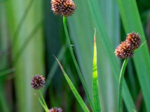 Juncus ensifolius - Swordleaf Rush - Svärdtåg