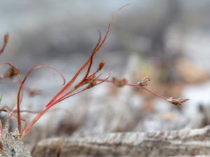 Juncus foliosus - Leafy Rush - Strimtåg