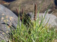 Triglochin maritima Fågelviken, Mölle, Höganäs, Skåne, Sweden 20150515_0250