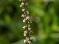 Triglochin maritima Gessie villastad, Vellinge, Skåne, Sweden 20150621_0034