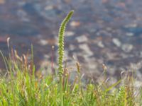 Triglochin maritima Hallands Väderö, Båstad, Skåne, Sweden 20160807_0031