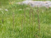 Triglochin maritima Simris strandäng, Simrishamn, Skåne, Sweden 20160606_0045