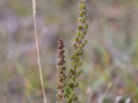 Triglochin maritima Skanörs ljung, Falsterbohalvön, Vellinge, Skåne, Sweden 20160811_0066