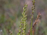 Triglochin maritima Skanörs ljung, Falsterbohalvön, Vellinge, Skåne, Sweden 20160811_0067