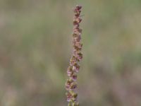 Triglochin maritima Skanörs ljung, Falsterbohalvön, Vellinge, Skåne, Sweden 20160811_0068